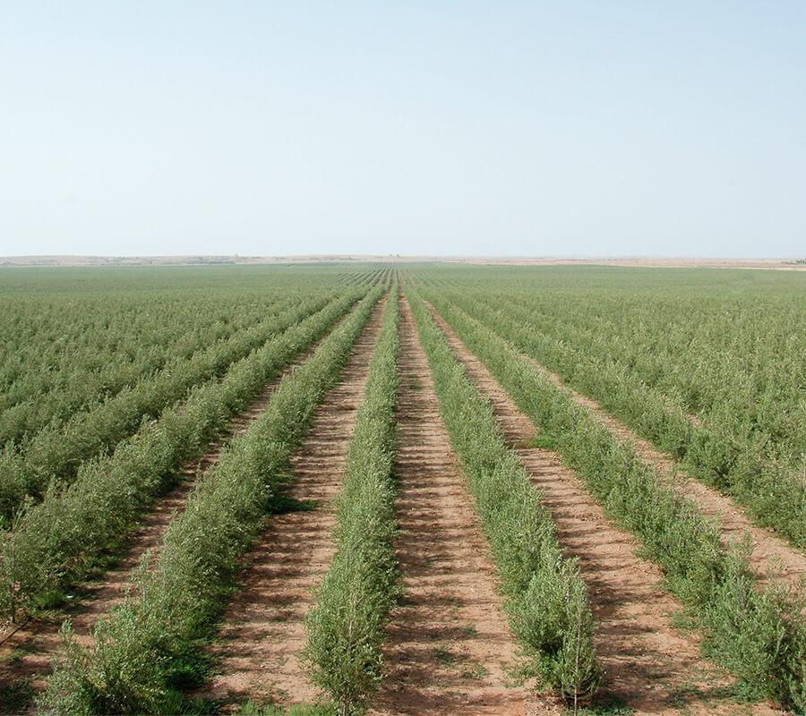 Moroccan olive oil groves