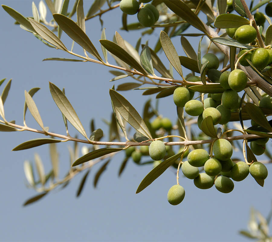 Moroccan olive oil groves