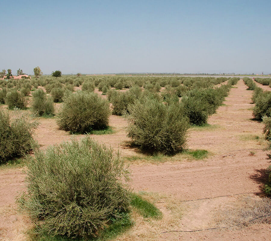 Moroccan olive oil groves