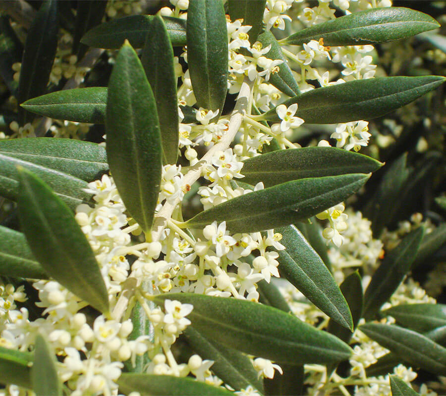 The olive oils groves