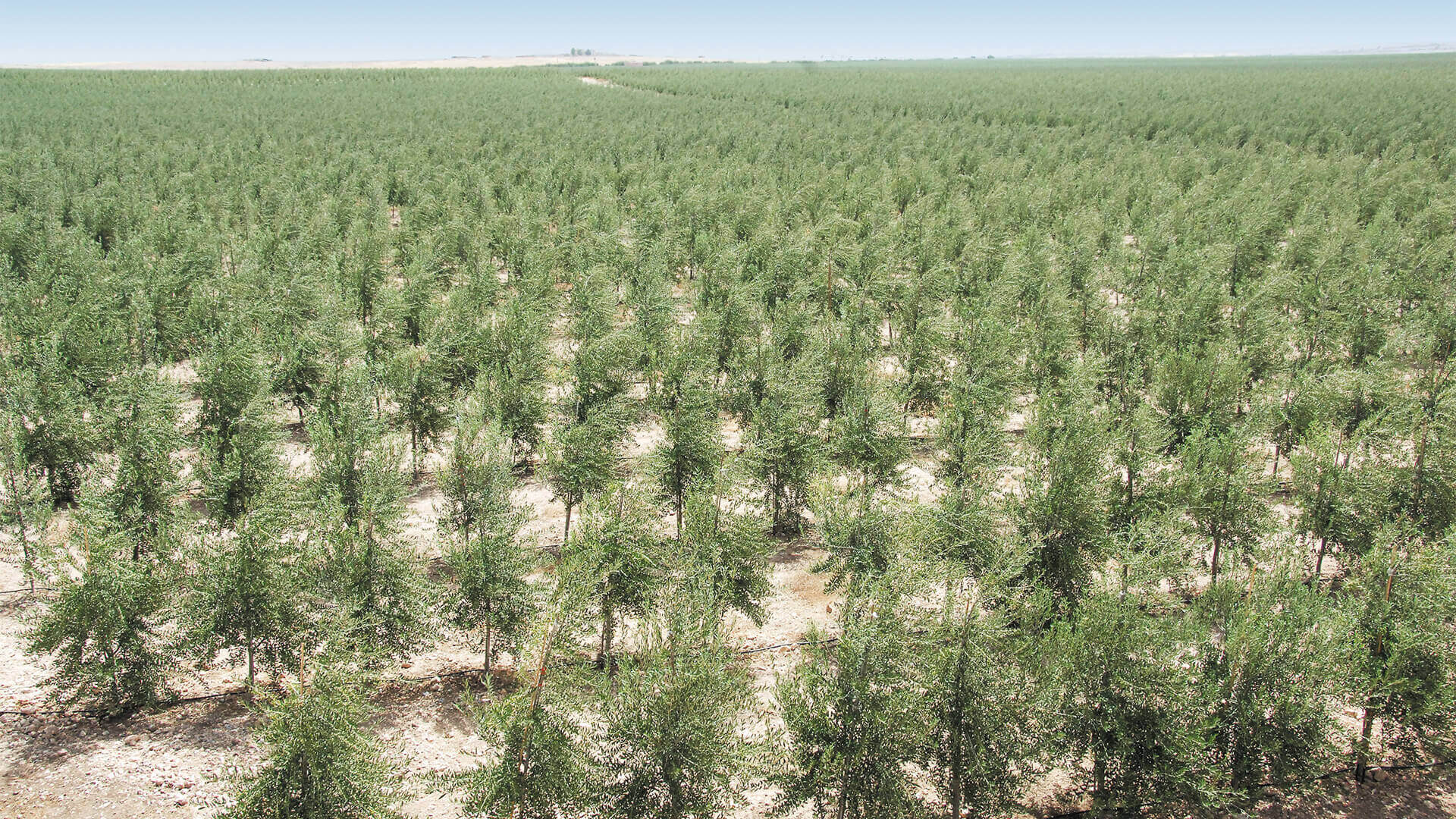 Atlas Olive Oils estate Beni-Mellal Atlas Olive Oils estate Beni-Mellal