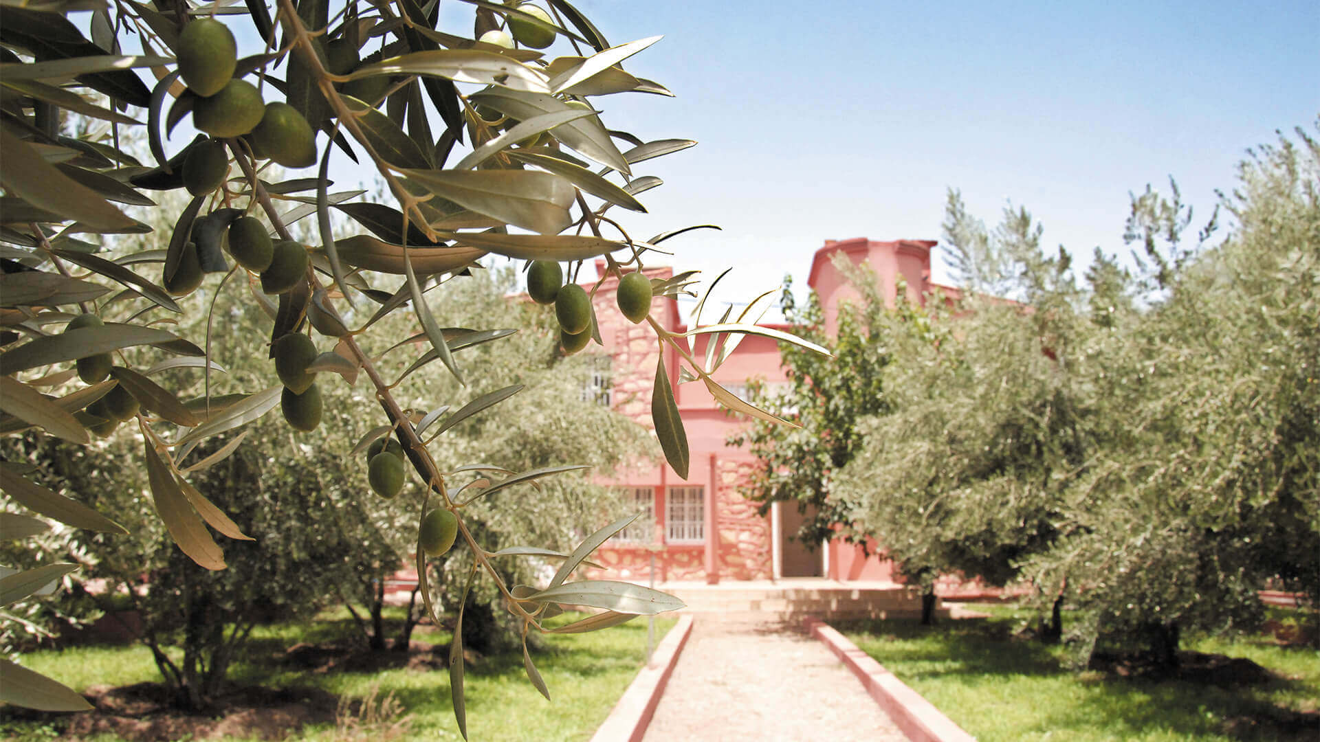 Atlas Olive Oils estate El-Borouj Atlas Olive Oils estate El-Borouj