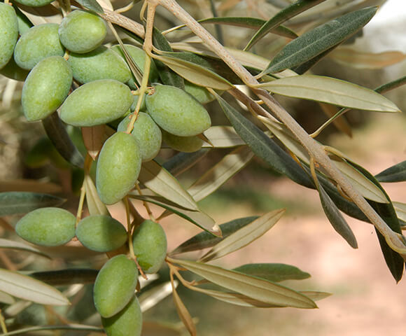 Olives